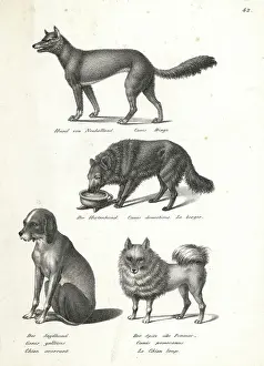 Fine Art Print: Canis Species by Karl Joseph Brodtmann, Art