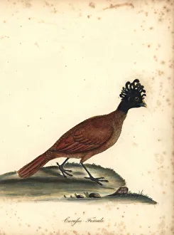 Great curassow, Crax rubra, female. (Curasso, Crax rubra) Vulnerable. Handcoloured copperplate engraving of an Great curassow, Crax rubra, female. (Curasso, Crax rubra) Vulnerable. Handcoloured copperplate engraving of an