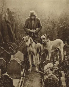 Two Great Danes look in vain for a vacant plot in the Dogs Cemetery (b/w photo) Two Great Danes look in vain for a vacant plot in the Dogs Cemetery (b/w photo)