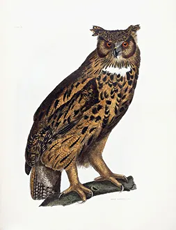 Great Eared Owl, 1841 (hand-coloured engraving) Great Eared Owl, 1841 (hand-coloured engraving)