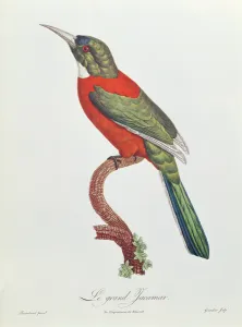 Great Jacamar, engraved by Gromillier (colour engraving) Great Jacamar, engraved by Gromillier (colour engraving)