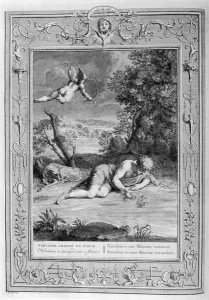 In Greek mythology, Narcissus transforms into a flower, 1615 (engraving) In Greek mythology, Narcissus transforms into a flower, 1615 (engraving)
