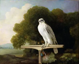 Greenland Falcon (Grey Falcon), 1780 (oil on panel) Greenland Falcon (Grey Falcon), 1780 (oil on panel)