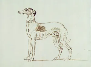 A Greyhound, Facing Left (pen & ink on paper) A Greyhound, Facing Left (pen & ink on paper)