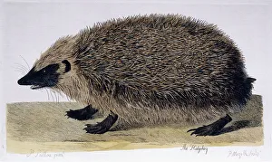 The Hedgehog, 1761-1766 (hand-coloured etching) The Hedgehog, 1761-1766 (hand-coloured etching)