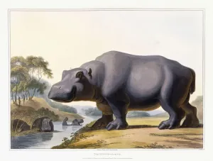 The Hippopotamus, 1804 (hand-coloured aquatint) The Hippopotamus, 1804 (hand-coloured aquatint)
