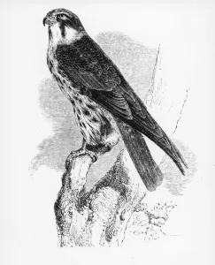 The Hobby, illustration from A History of British Birds by William Yarrell The Hobby, illustration from A History of British Birds by William Yarrell