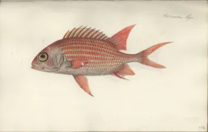 Holocentrus ascensionis, before 1790 (w/c on paper) Holocentrus ascensionis, before 1790 (w/c on paper)
