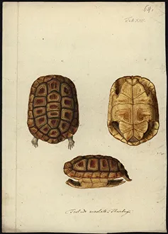 Homopus areolatus, before 1792 (w/c on paper) Homopus areolatus, before 1792 (w/c on paper)