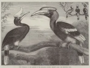 The Hornbills, in the Garden of the Zoological Society, Regent's Park (engraving) The Hornbills, in the Garden of the Zoological Society, Regent's Park (engraving)