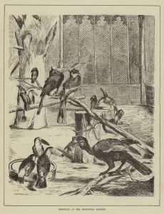 Hornbills at the Zoological Gardens (engraving) Hornbills at the Zoological Gardens (engraving)