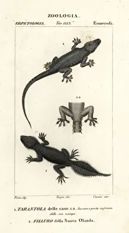 House gecko, Hemidactylus frenatus 1, and broad-tailed gecko, Phyllurus platurus 2 House gecko, Hemidactylus frenatus 1, and broad-tailed gecko, Phyllurus platurus 2