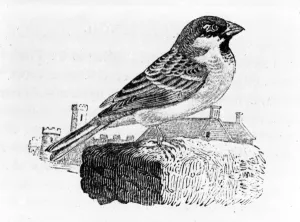 The House Sparrow, illustration from A History of British Birds, by Thomas Bewick The House Sparrow, illustration from A History of British Birds, by Thomas Bewick