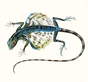 Illustration of the gliding lizard - Draco Volans 1831 (colour engraving) Illustration of the gliding lizard - Draco Volans 1831 (colour engraving)
