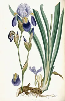 Iris Germanica, 1847 (hand-coloured engraving) Iris Germanica, 1847 (hand-coloured engraving)