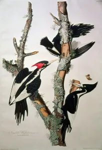 Ivory-billed Woodpecker, from Birds of America, 1829 (coloured engraving) Ivory-billed Woodpecker, from Birds of America, 1829 (coloured engraving)