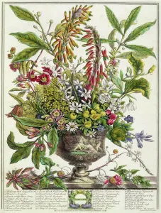 January, from Twelve Months of Flowers, by Robert Furber (c January, from Twelve Months of Flowers, by Robert Furber (c