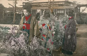 Japanese women with wisteria plants (coloured photo) Japanese women with wisteria plants (coloured photo)