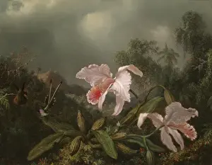 Jungle Orchids and Hummingbirds, 1872 (oil on canvas) Jungle Orchids and Hummingbirds, 1872 (oil on canvas)