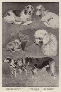 The Kennel Club Dog Show at the Crystal Palace (litho) The Kennel Club Dog Show at the Crystal Palace (litho)