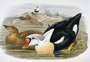King Duck (Somateria Spectabilis) (hand-coloured litho) King Duck (Somateria Spectabilis) (hand-coloured litho)