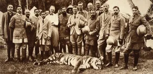 King Edward VIII's First Tiger, 1921 (b/w photo) King Edward VIII's First Tiger, 1921 (b/w photo)