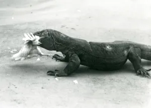 A Komodo Dragon eating a chicken, London Zoo, 1928 (b/w photo) A Komodo Dragon eating a chicken, London Zoo, 1928 (b/w photo)