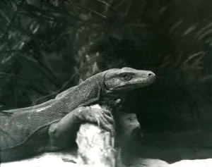 A Komodo Dragon/Monitor resting its neck and forelegs up against a log at London Zoo in A Komodo Dragon/Monitor resting its neck and forelegs up against a log at London Zoo in