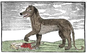 La bete du Gevaudan Engraving from 'Saint James's chronicle', 1765 La bete du Gevaudan Engraving from 'Saint James's chronicle', 1765