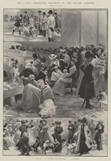 The Ladies Coronation Dog-Show at the Botanic Gardens (engraving) The Ladies Coronation Dog-Show at the Botanic Gardens (engraving)