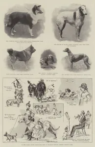 At the Ladies Kennel Association Show in the Royal Botanic Gardens, Regent's Park (litho) At the Ladies Kennel Association Show in the Royal Botanic Gardens, Regent's Park (litho)