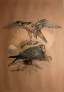 Lanner Falcon (Falco lanarius), 1856 (w/c on paper) Lanner Falcon (Falco lanarius), 1856 (w/c on paper)