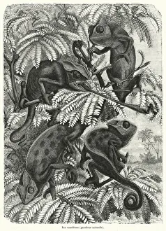 Les cameleons, grandeur naturelle (engraving) Les cameleons, grandeur naturelle (engraving)