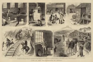 Life in the Tea-Districts of Bengal (engraving) Life in the Tea-Districts of Bengal (engraving)