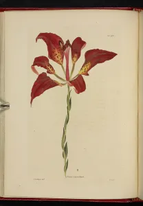 Rare Flower Species Prints: Lilium catesboei