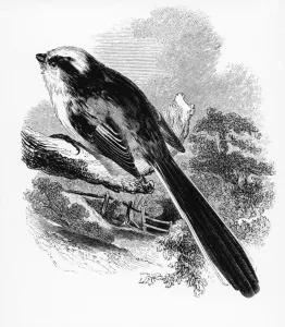 The Long-Tailed Tit, illustration from A History of British Birds by William Yarrell The Long-Tailed Tit, illustration from A History of British Birds by William Yarrell