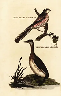 Long-tailed tit or long-tailed bushtit, Aegithalos caudatus, and red-necked grebe, Podiceps grisegena Long-tailed tit or long-tailed bushtit, Aegithalos caudatus, and red-necked grebe, Podiceps grisegena