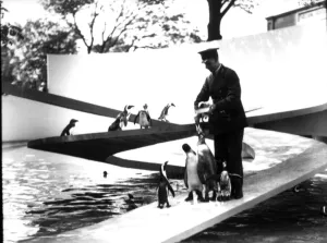 Lubetkin Penguin Pool, January 1934 (b/w photo) Lubetkin Penguin Pool, January 1934 (b/w photo)