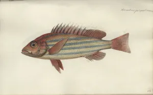 Lutjanus quinquelineatus, before 1790 (w/c on paper) Lutjanus quinquelineatus, before 1790 (w/c on paper)