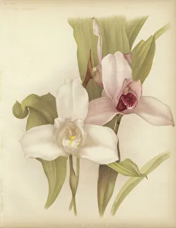 Lycaste skinneri and white variety (colour litho) Lycaste skinneri and white variety (colour litho)
