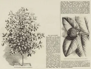 The Mangosteen (engraving) The Mangosteen (engraving)