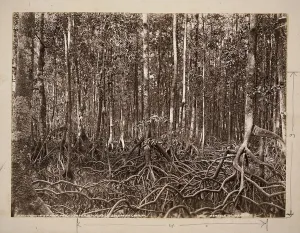 A mangrove swamp, Pachu River, Choiseul, Solomon Group (gelatin silver print) A mangrove swamp, Pachu River, Choiseul, Solomon Group (gelatin silver print)
