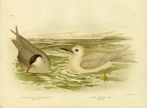 Marsh Tern, 1891 (colour litho) Marsh Tern, 1891 (colour litho)