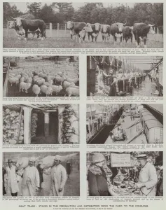 Meat trade, Stages in the preparation and distribution from the farm to the consumer (b/w photo) Meat trade, Stages in the preparation and distribution from the farm to the consumer (b/w photo)