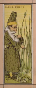 Menu illustration: Sage and onions (colour litho) Menu illustration: Sage and onions (colour litho)