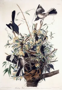 Mocking Bird (Turdus Polyglottus), 1827-1838 (hand-coloured engraving) Mocking Bird (Turdus Polyglottus), 1827-1838 (hand-coloured engraving)