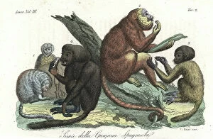 Atelidae Collection: Ursine Howler Monkey