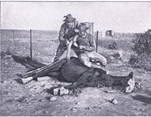 A narrow escape. A wounded scout who has had his horse shot from under him A narrow escape. A wounded scout who has had his horse shot from under him