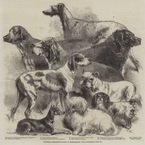 National Exhibition of Dogs at Birmingham (engraving) National Exhibition of Dogs at Birmingham (engraving)