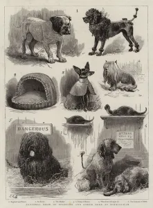 National Show of Sporting and other Dogs at Birmingham (engraving) National Show of Sporting and other Dogs at Birmingham (engraving)